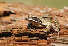 Rana agile
